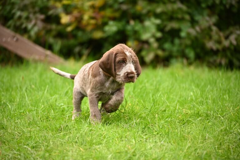 spinone italiano Welpe Vorstehhund